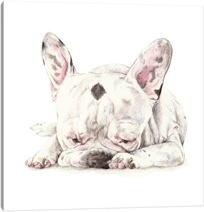 Spotted French Bulldog Canvas Art Print - AWWW!