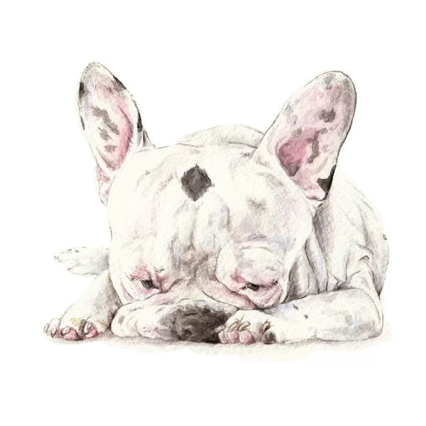French Bulldogs: Spotted French Bulldog by Wandering Laur