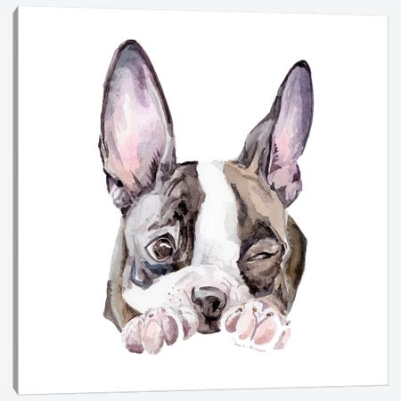 Winking Boston Terrier Canvas Print #RGF95} by Wandering Laur Canvas Wall Art