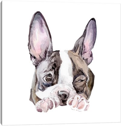 Winking Boston Terrier Canvas Art Print - Wandering Laur