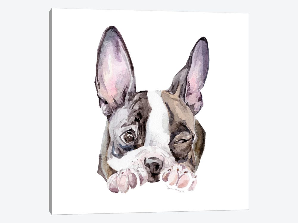 Winking Boston Terrier by Wandering Laur 1-piece Canvas Print