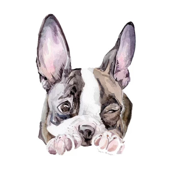 Puppies: Winking Boston Terrier by Wandering Laur