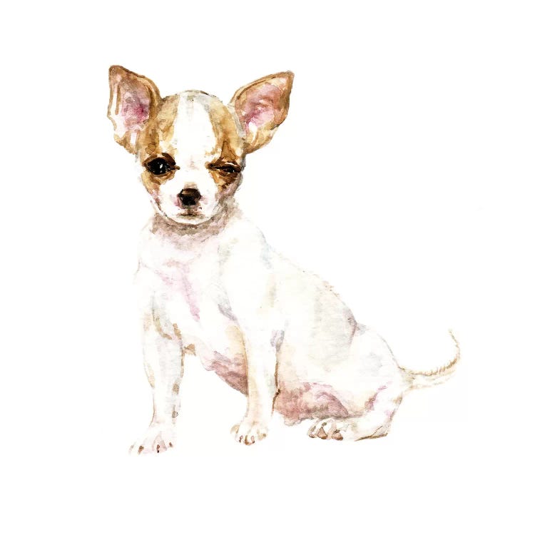 Winking White Chihuahua by Wandering Laur wall art