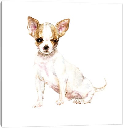 Winking White Chihuahua Canvas Art Print - Wandering Laur