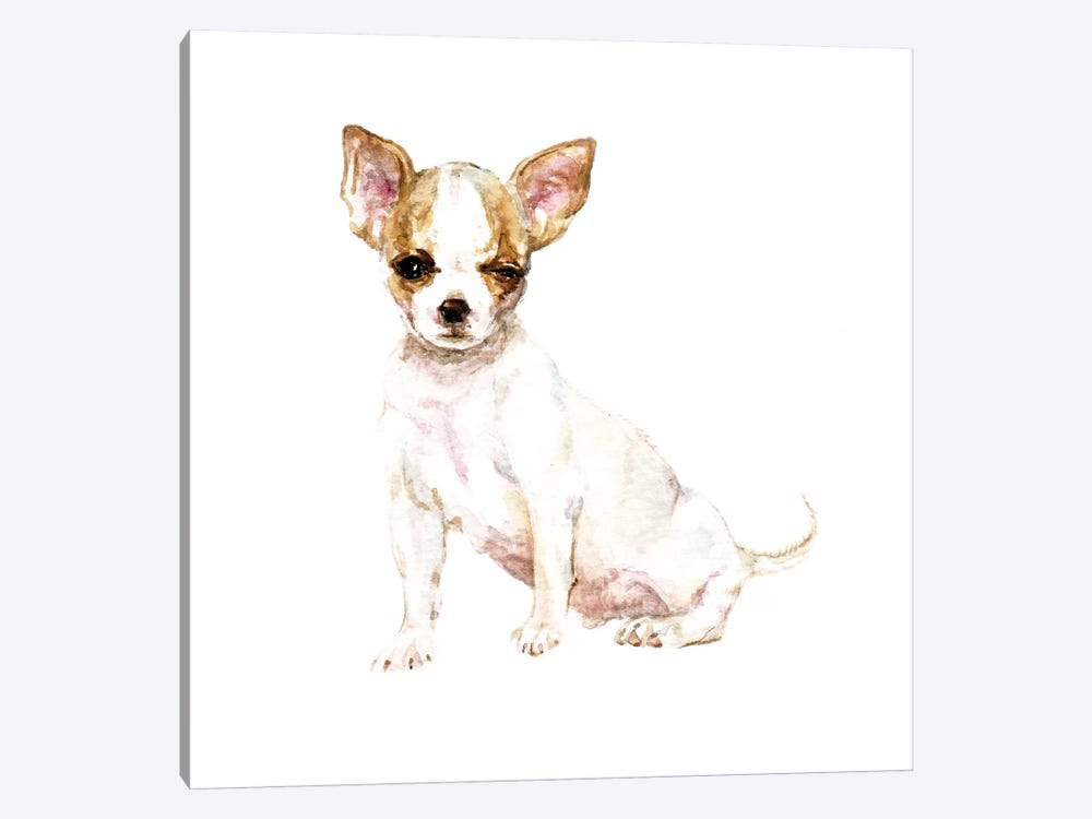 Winking White Chihuahua by Wandering Laur 1-piece Canvas Wall Art