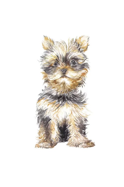 Yorkshire Terrier