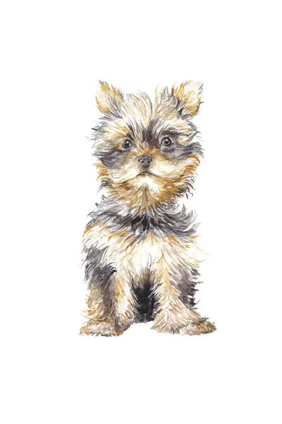 Puppies: Yorkshire Terrier by Wandering Laur