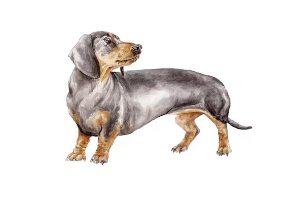 Dachshunds: Black And Tan Dachshund by Wandering Laur