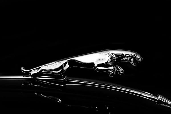 Mark Rogan: Jaguar by Mark Rogan