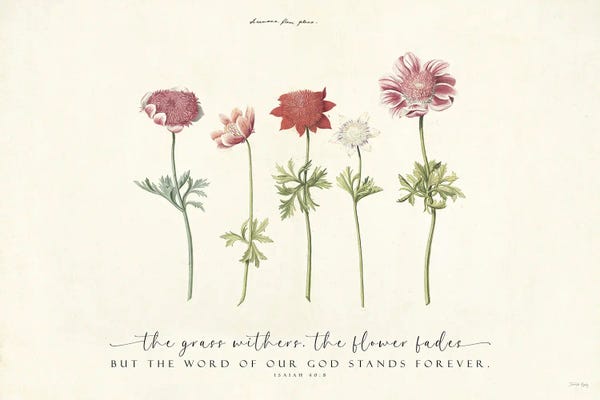 Botanical Illustrations
