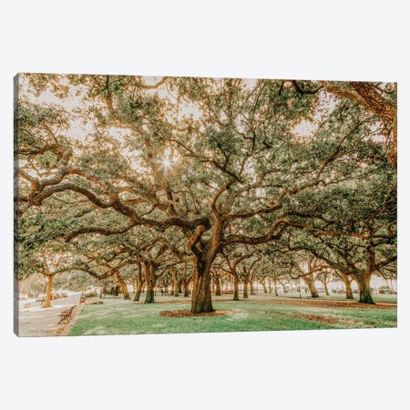 Low Country Oaks II Canvas Print #RGS4} by Jennifer Rigsby Canvas Print
