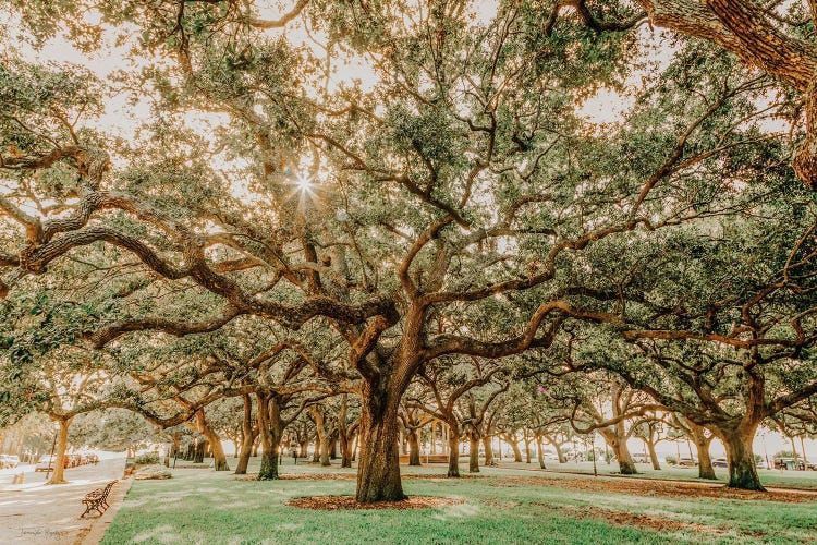 Low Country Oaks II