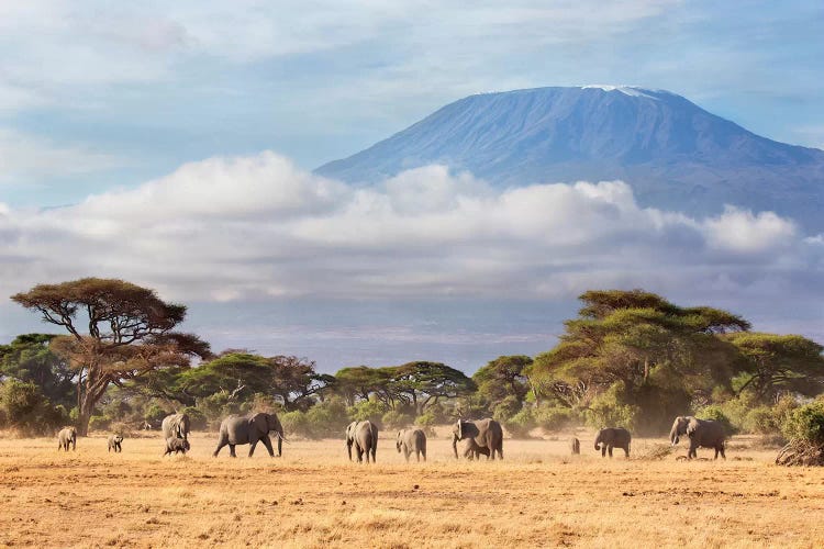 African Elephant Herd In Savanna, Mount Kilimanjaro, Amboseli National Park, Kenya