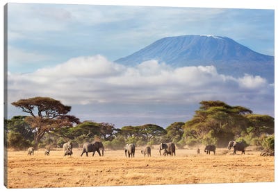 African Elephant Herd In Savanna, Mount Kilimanjaro, Amboseli National Park, Kenya Canvas Art Print - Africa Art