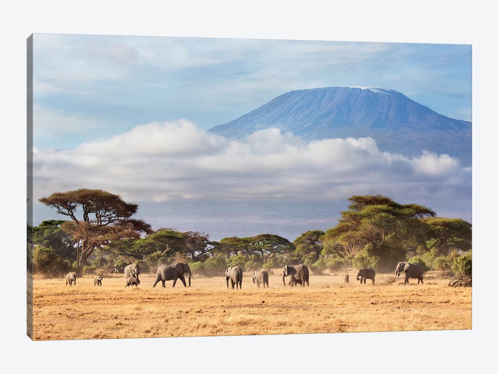 African Elephant Herd Photo Print on Canvas for Home and Office Wall Art Framed 