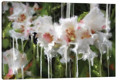 White Flor I Canvas Art Print - Patricia Rodriguez