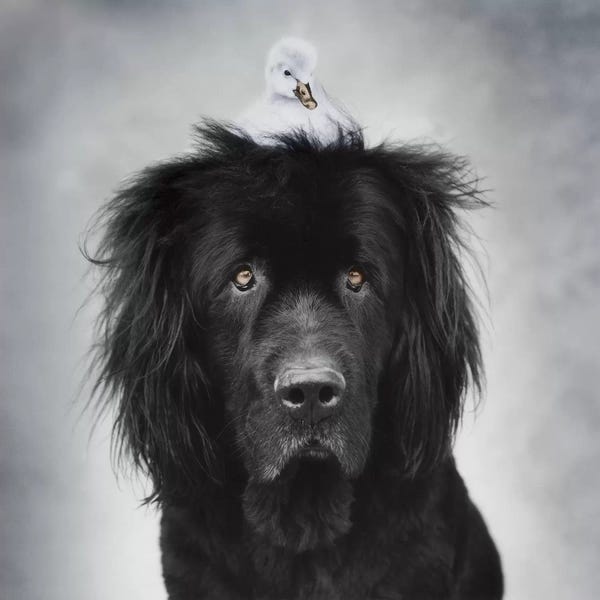 Rachael Hale: George And Hugo In Black & White by Rachael Hale