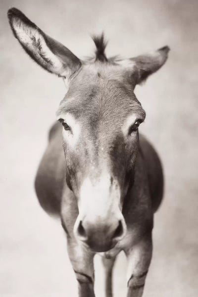 Donkeys: Ginger Megs by Rachael Hale