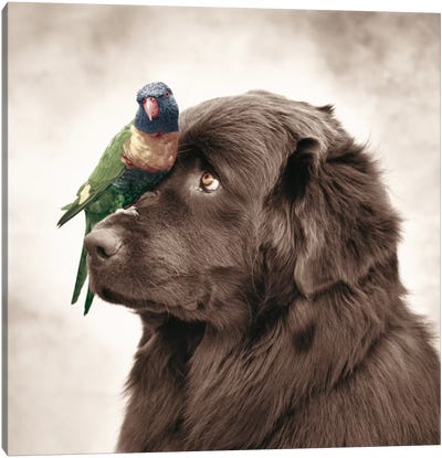 Henry And Pipi Canvas Art Print - Rachael Hale