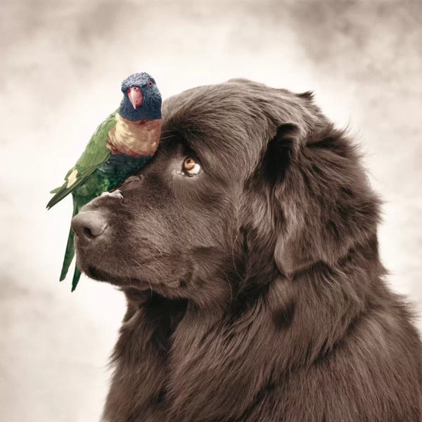 Rachael Hale: Henry And Pipi by Rachael Hale