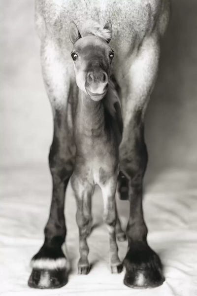 Jumbo And Nippa by Rachael Hale canvas print