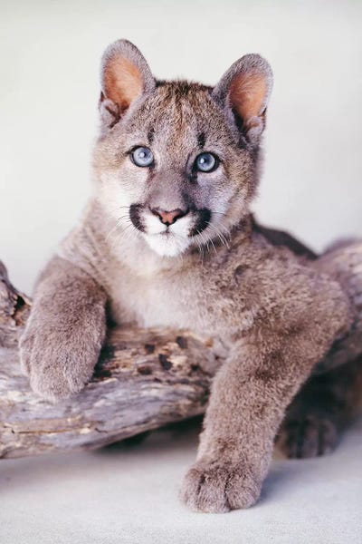 Cougars: Kota by Rachael Hale