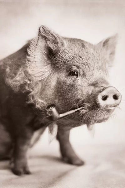 Kricket by Rachael Hale gallery poster