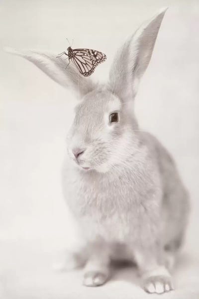 Rachael Hale: Mr Hopper And Butterfly by Rachael Hale