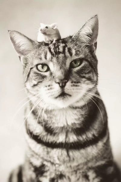 Rachael Hale: Nikon And Nigel by Rachael Hale