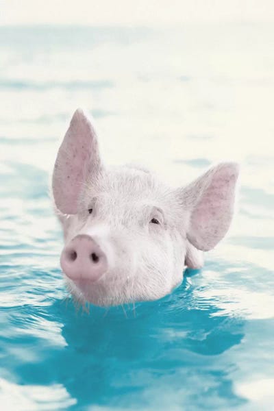 Pigs: Piglet by Rachael Hale