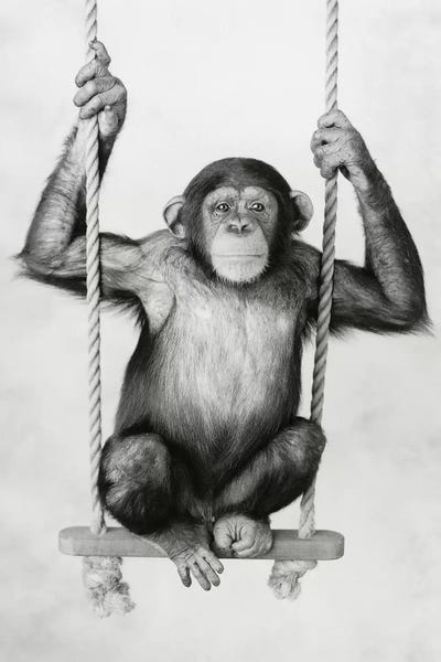 Rachael Hale: Sonny II by Rachael Hale