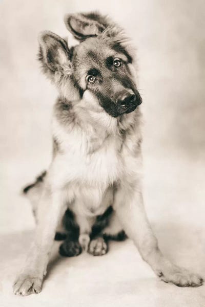 Rachael Hale: Carlos by Rachael Hale