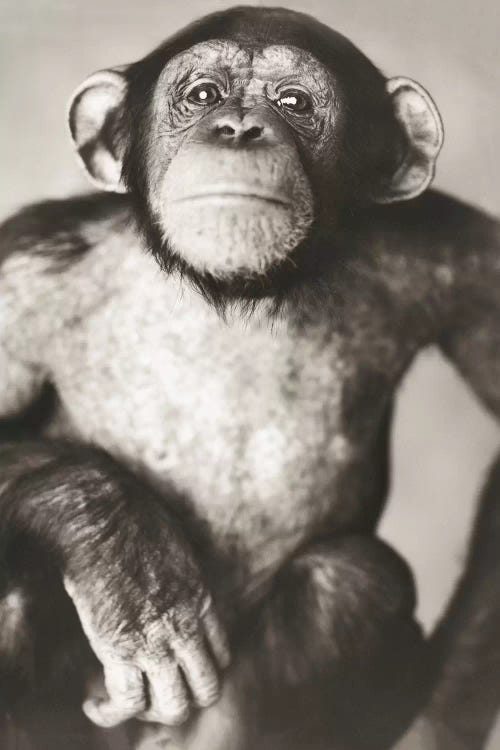 Sonny III by Rachael Hale wall art