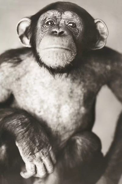 Rachael Hale: Sonny III by Rachael Hale