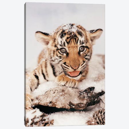Tiger Snow Canvas Print #RHA145} by Rachael Hale Art Print