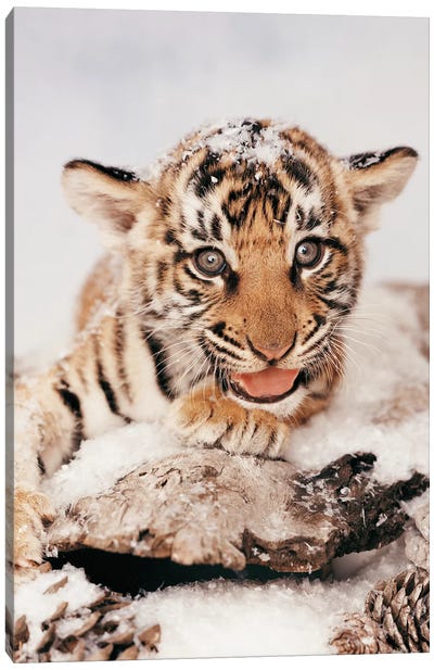 Tiger Snow Canvas Art Print - Rachael Hale
