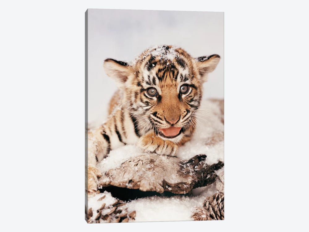 Tiger Snow by Rachael Hale 1-piece Canvas Print
