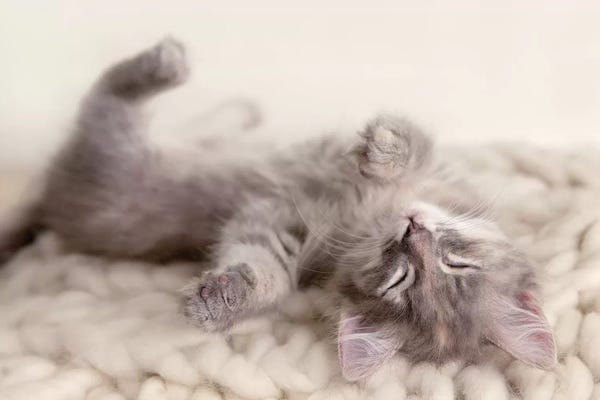 Sepia Photography: Carmella by Rachael Hale