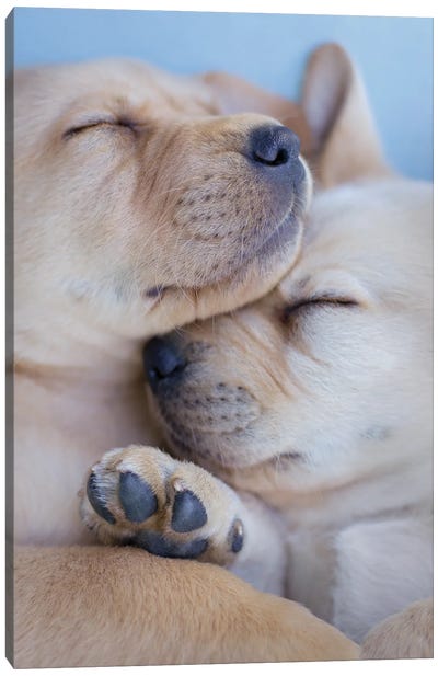 Golden Labrador Puppies Canvas Art Print - Dog Photography