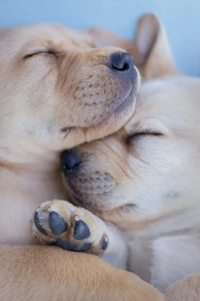 Rachael Hale: Golden Labrador Puppies by Rachael Hale