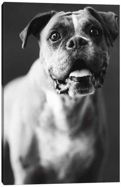Cassius Canvas Art Print - Dog Photography