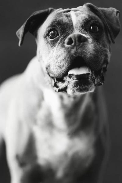 Rachael Hale: Cassius by Rachael Hale