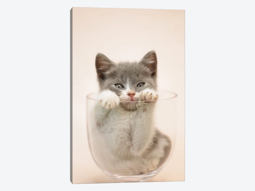 Kitten In Vase by Rachael Hale 1-piece Canvas Wall Art