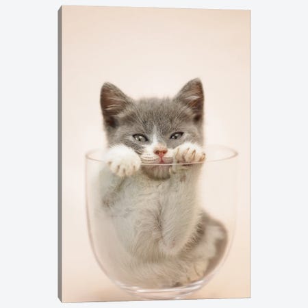 Kitten In Vase Canvas Print #RHA164} by Rachael Hale Canvas Print