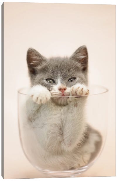 Kitten In Vase Canvas Art Print - Rachael Hale
