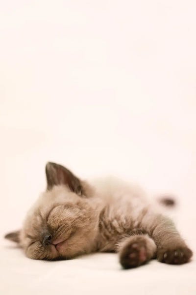 Rachael Hale: Markus by Rachael Hale