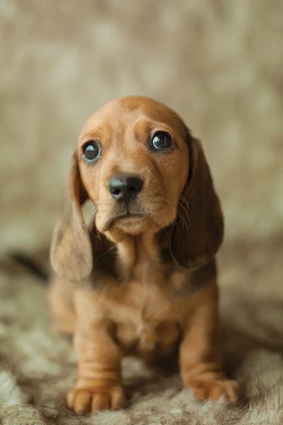 Rachael Hale: Peachy by Rachael Hale