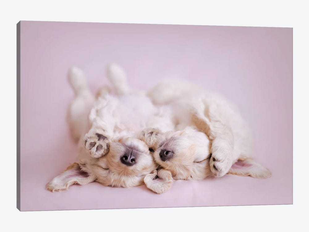Retrodoodle Puppies by Rachael Hale 1-piece Canvas Wall Art