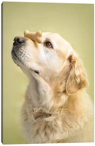 Toby Canvas Art Print - Rachael Hale