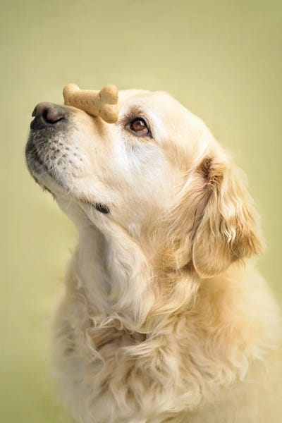 Rachael Hale: Toby by Rachael Hale